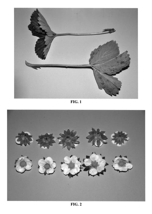 Figure 1 of US plant patent PP25699, the photograph of DrisStrawFortyOne printed in the patent.