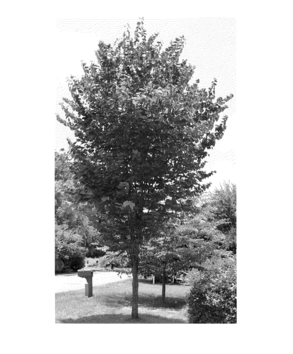 Figure 1 of US plant patent PP25701, the photograph of JN7 printed in the patent.