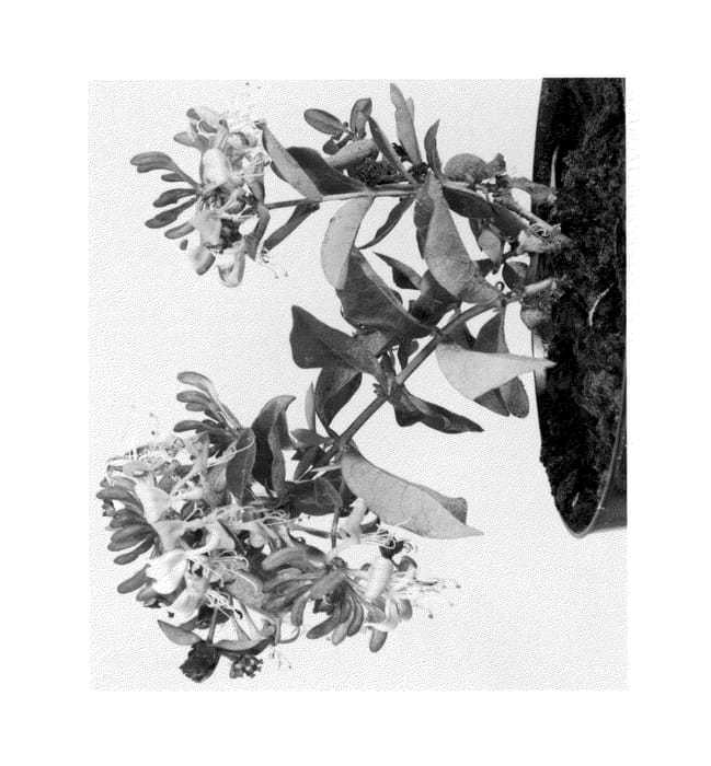 Figure 1 of US plant patent PP25702, the photograph of Inov205 printed in the patent.