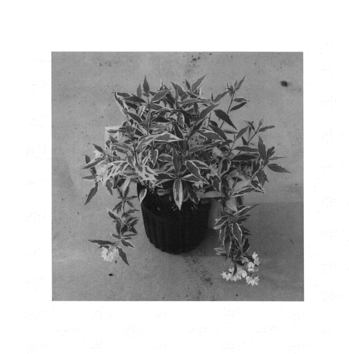 Figure 1 of US plant patent PP25703, the photograph of Mincream printed in the patent.