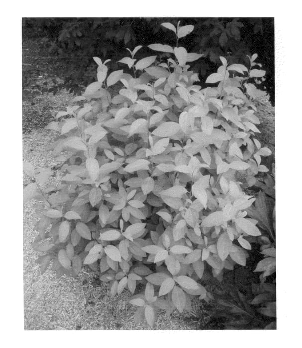 Figure 1 of US plant patent PP25704, the photograph of Minmadore printed in the patent.
