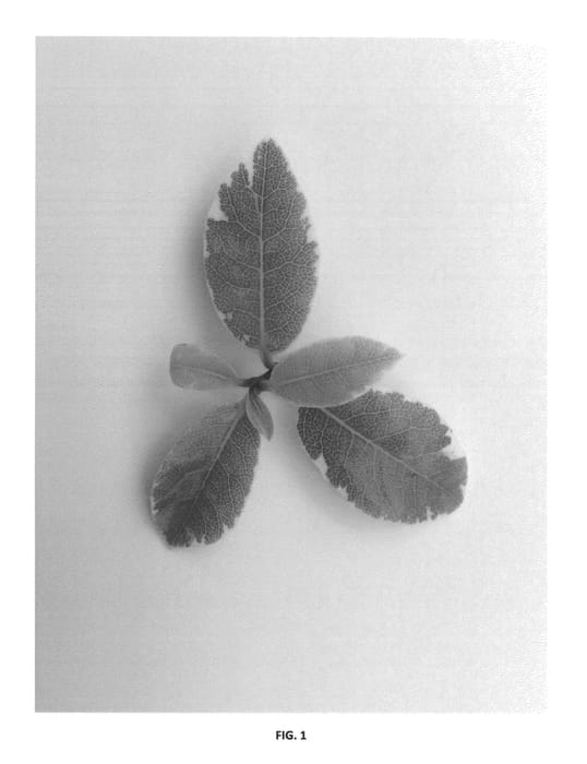 Figure 1 of US plant patent PP25705, the photograph of Silver Ball printed in the patent.