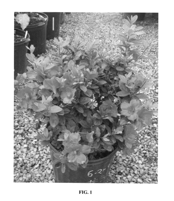 Figure 1 of US plant patent PP25706, the photograph of AZ 32 printed in the patent.