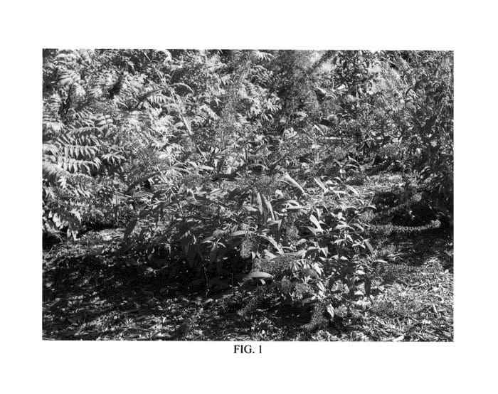 Figure 1 of US plant patent PP25707, the photograph of Bosheven printed in the patent.