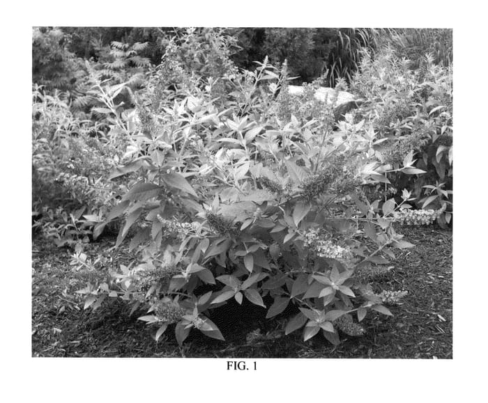 Figure 1 of US plant patent PP25708, the photograph of Bostulu printed in the patent.