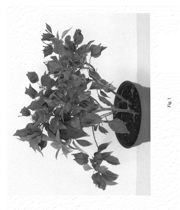 Figure 1 of US plant patent PP25709, the photograph of Vista1 printed in the patent.