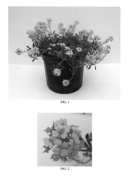 Figure 1 of US plant patent PP25710, the photograph of Golden Spring printed in the patent.