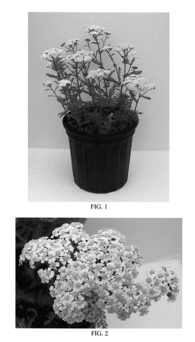 Figure 1 of US plant patent PP25711, the photograph of Balvinwite printed in the patent.