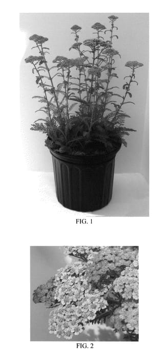 Figure 1 of US plant patent PP25712, the photograph of Balvinrose printed in the patent.
