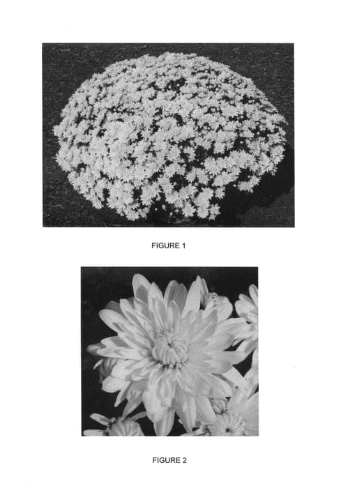Figure 1 of US plant patent PP25713, the photograph of CIFZ0025 printed in the patent.