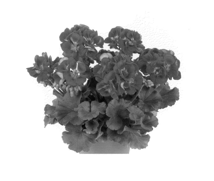 Figure 1 of US plant patent PP25714, the photograph of Dueplu13 printed in the patent.