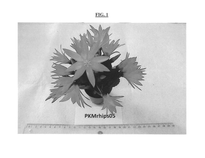 Figure 1 of US plant patent PP25715, the photograph of PKMRhips05 printed in the patent.