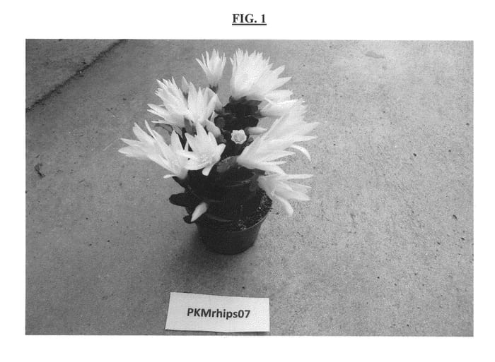 Figure 1 of US plant patent PP25716, the photograph of PKMRhips07 printed in the patent.