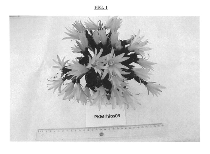 Figure 1 of US plant patent PP25717, the photograph of PKMRhips03 printed in the patent.