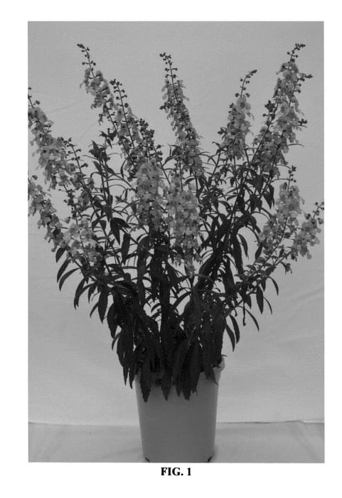 Figure 1 of US plant patent PP25718, the photograph of G2X-11996-2 printed in the patent.