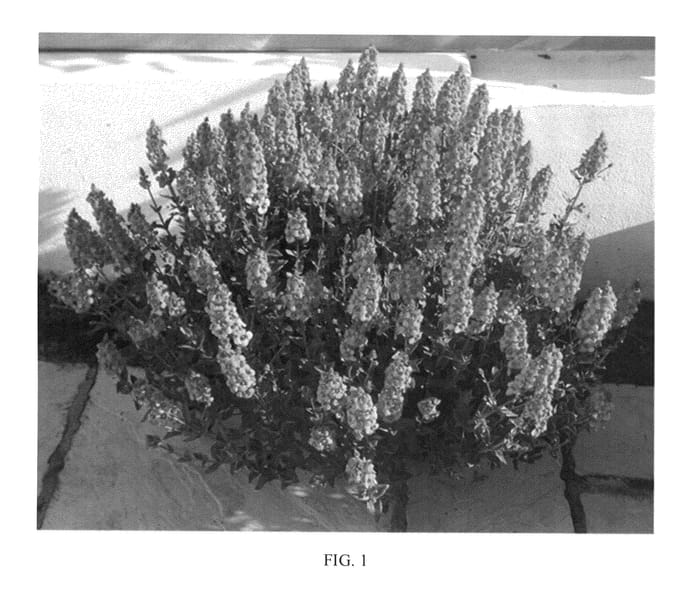 Figure 1 of US plant patent PP25719, the photograph of Aurora Dark Pink printed in the patent.