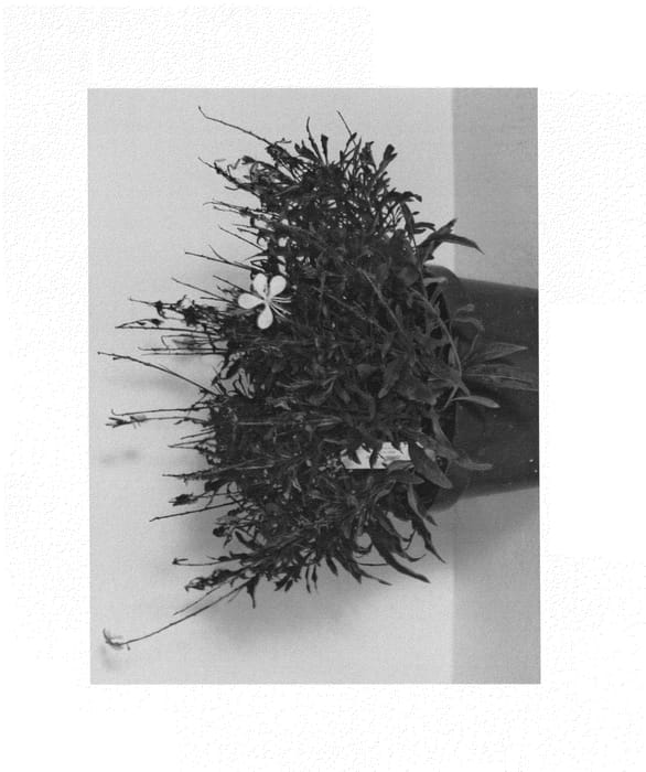 Figure 1 of US plant patent PP25720, the photograph of GBAWH02-0 printed in the patent.