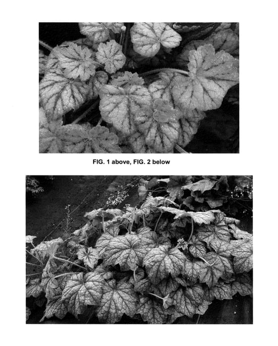 Figure 1 of US plant patent PP25721, the photograph of Glacier Falls printed in the patent.