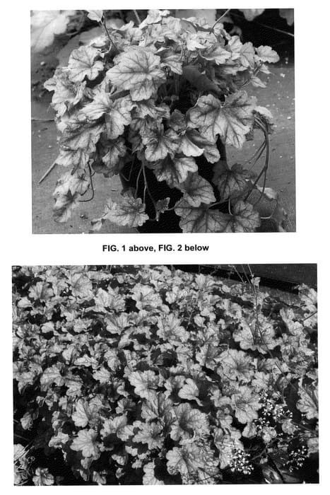 Figure 1 of US plant patent PP25722, the photograph of Copper Cascade printed in the patent.