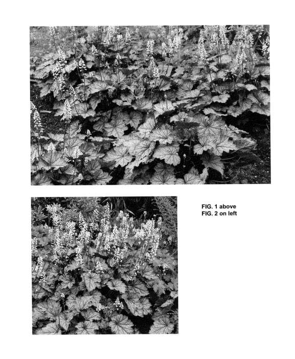 Figure 1 of US plant patent PP25723, the photograph of Twilight printed in the patent.