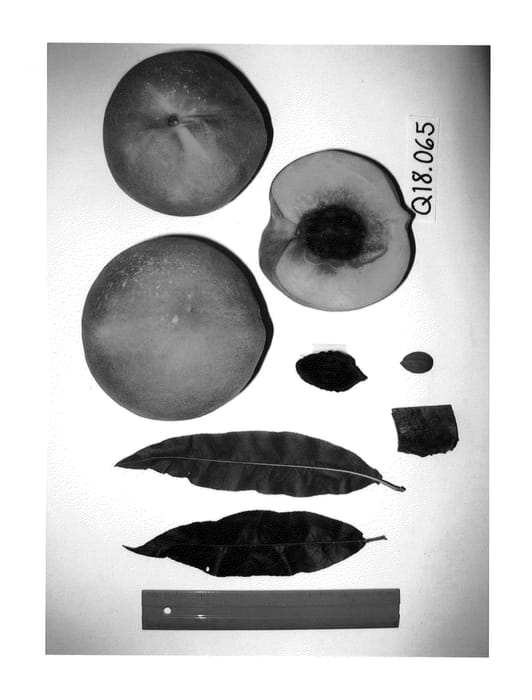 Figure 1 of US plant patent PP25725, the photograph of Burpeachthirtythree printed in the patent.