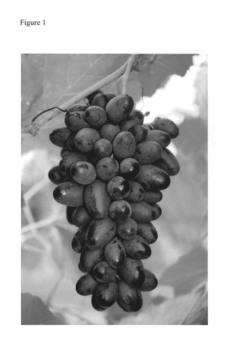 Figure 1 of US plant patent PP25726, the photograph of Joy printed in the patent.