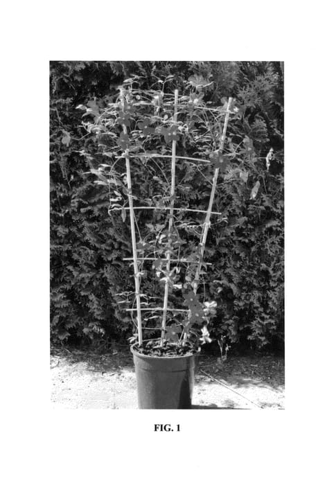 Figure 1 of US plant patent PP25727, the photograph of Vitiwester printed in the patent.