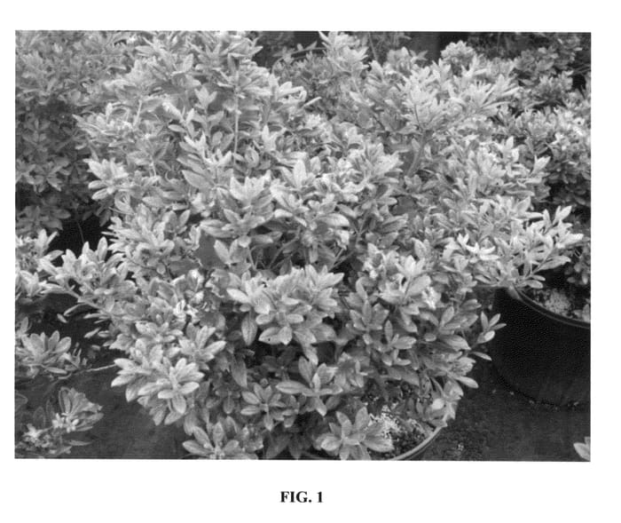 Figure 1 of US plant patent PP25728, the photograph of AZ 15 printed in the patent.