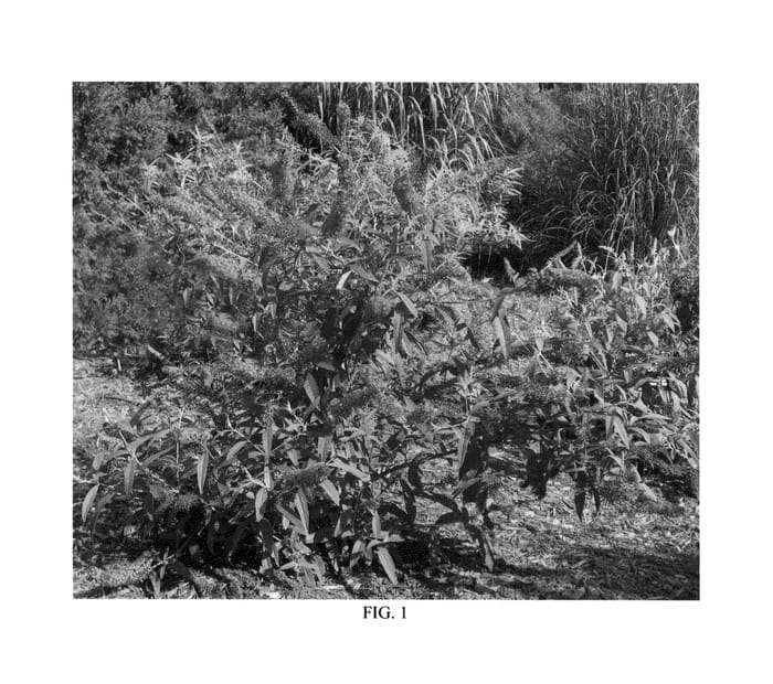 Figure 1 of US plant patent PP25729, the photograph of Bosedaze printed in the patent.