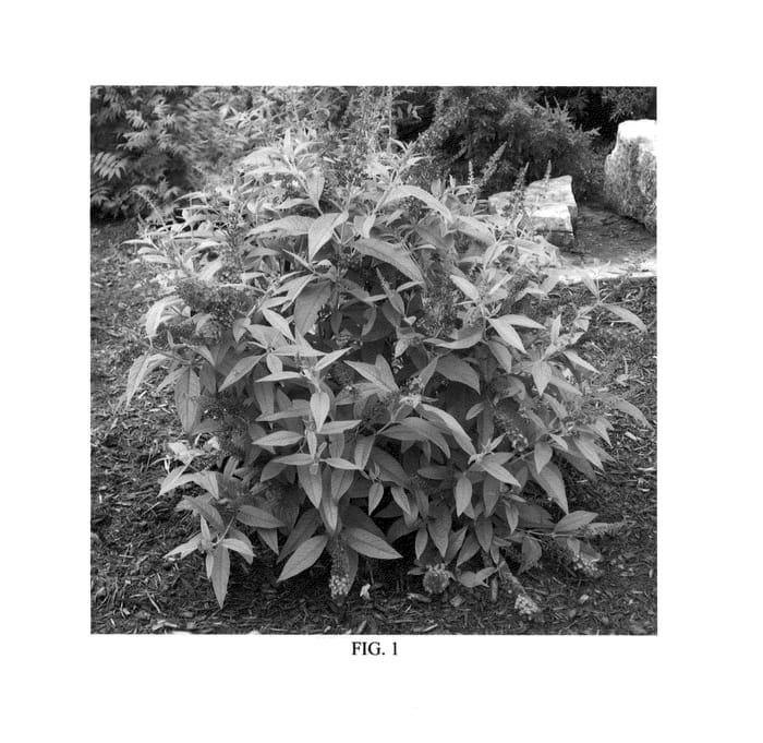 Figure 1 of US plant patent PP25730, the photograph of Boscranz printed in the patent.