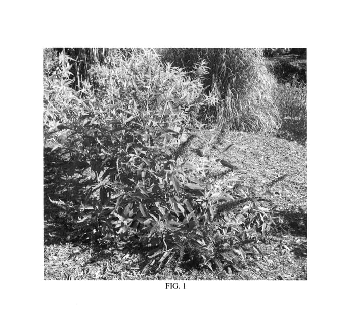 Figure 1 of US plant patent PP25731, the photograph of Bosblink printed in the patent.
