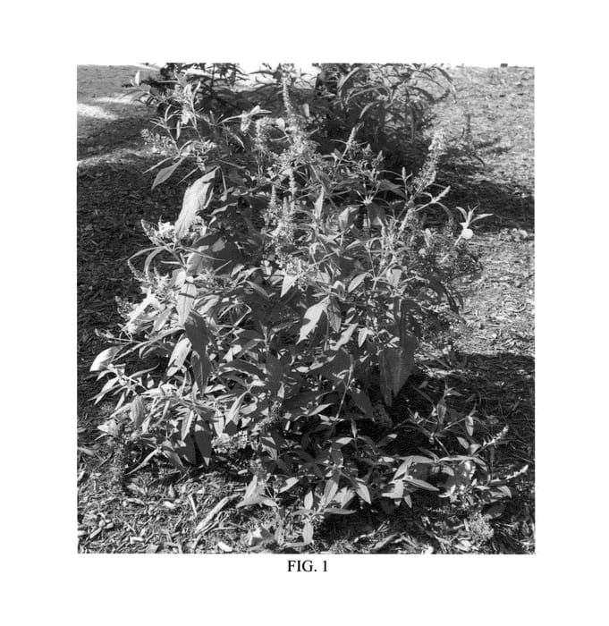 Figure 1 of US plant patent PP25732, the photograph of Bosjerry printed in the patent.