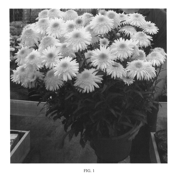 Figure 1 of US plant patent PP25733, the photograph of Real Glory printed in the patent.