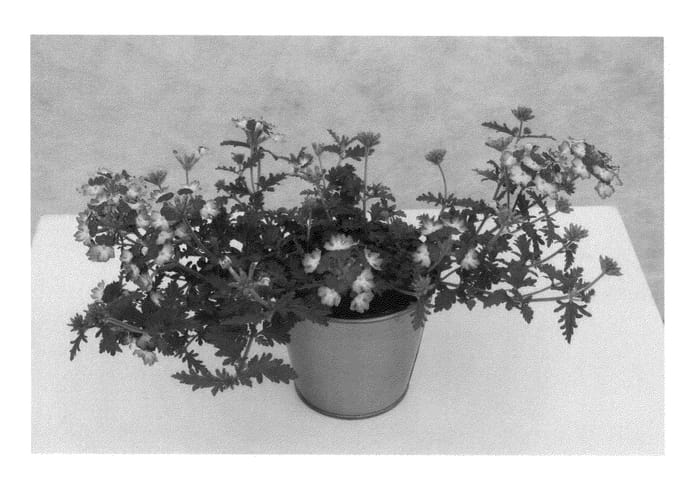 Figure 1 of US plant patent PP25734, the photograph of KLEVP13460 printed in the patent.