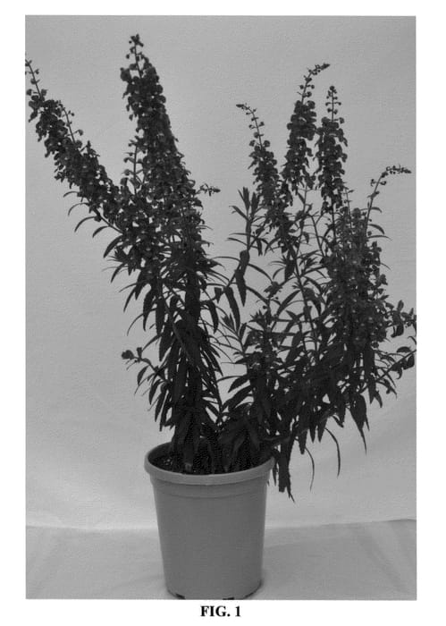 Figure 1 of US plant patent PP25735, the photograph of G2X-11996-3 printed in the patent.
