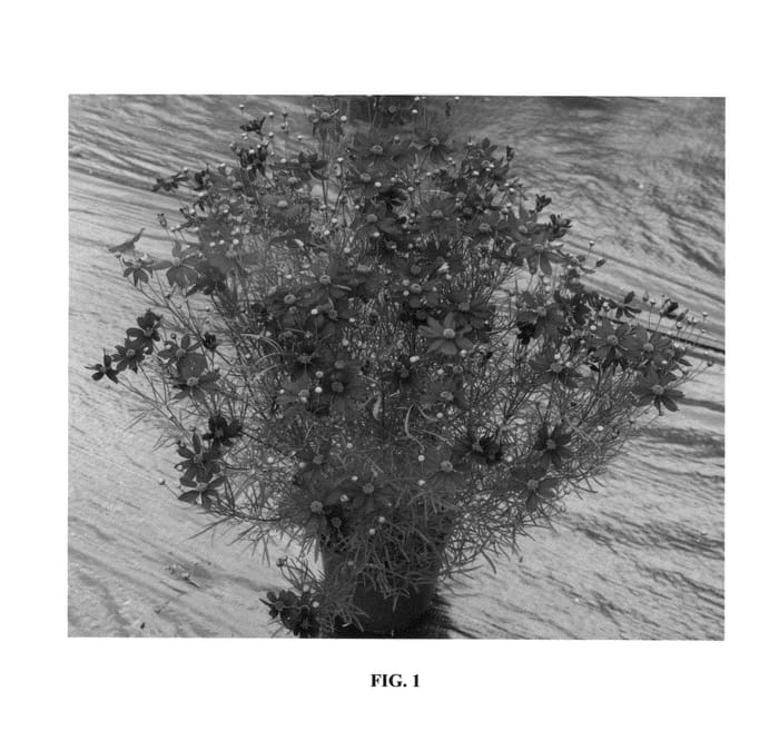 Figure 1 of US plant patent PP25736, the photograph of Red Satin printed in the patent.