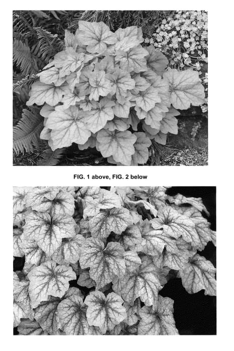 Figure 1 of US plant patent PP25737, the photograph of Fire Frost printed in the patent.