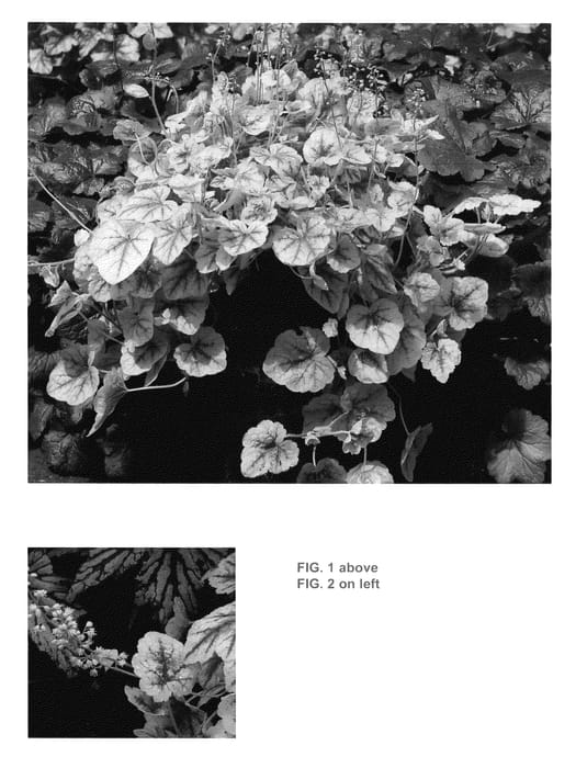 Figure 1 of US plant patent PP25738, the photograph of Gold Cascade printed in the patent.