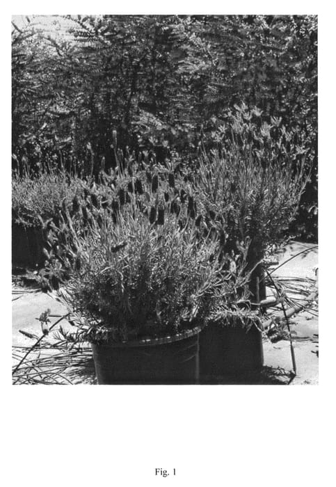Figure 1 of US plant patent PP25739, the photograph of Voodoo printed in the patent.