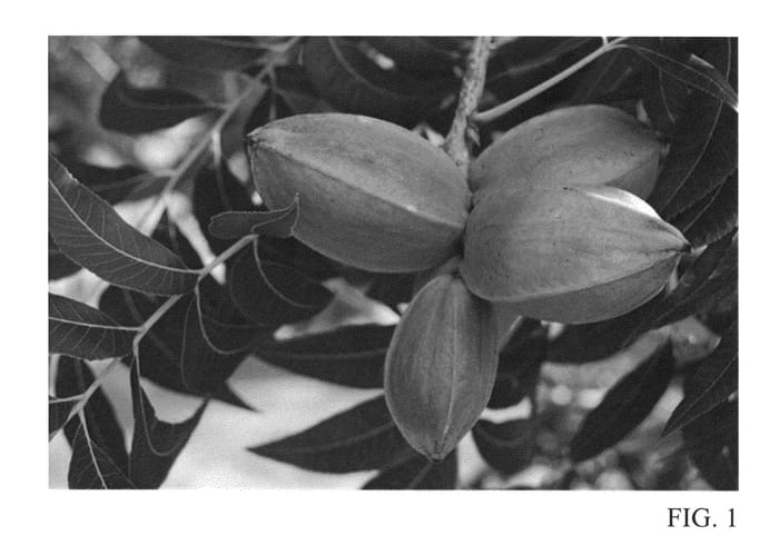 Figure 1 of US plant patent PP25740, the photograph of Treadwell printed in the patent.