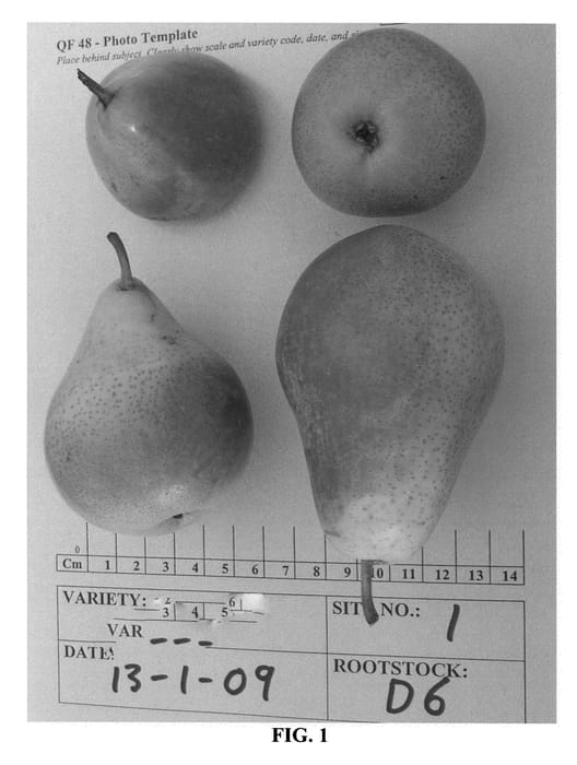Figure 1 of US plant patent PP25741, the photograph of ANP-0118 printed in the patent.