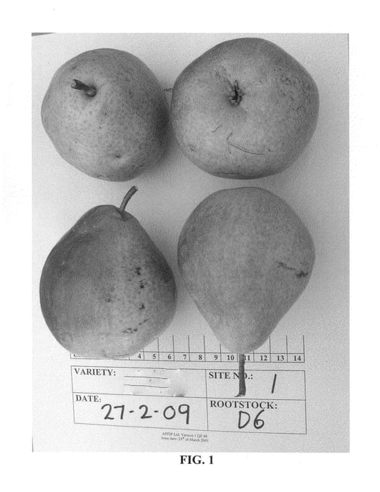 Figure 1 of US plant patent PP25742, the photograph of ANP-0131 printed in the patent.