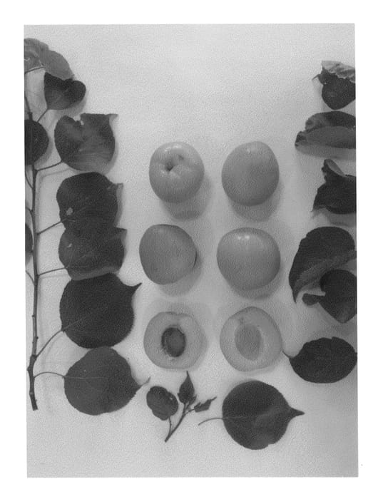 Figure 1 of US plant patent PP25743, the photograph of Golden Gem printed in the patent.