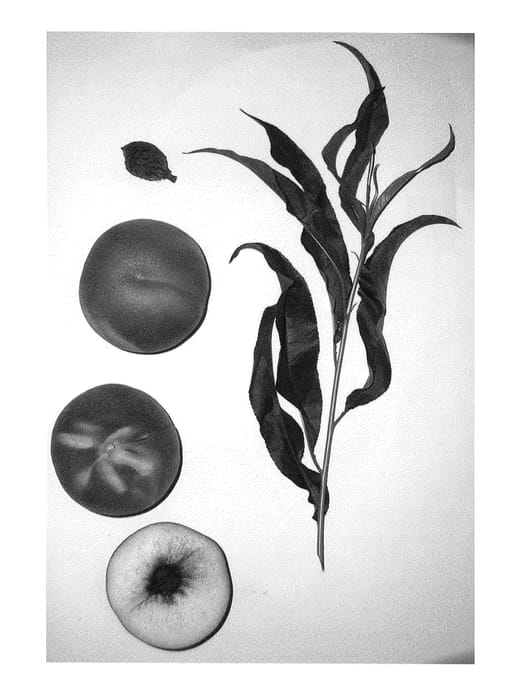 Figure 1 of US plant patent PP25744, the photograph of Burpeachthirtyfive printed in the patent.