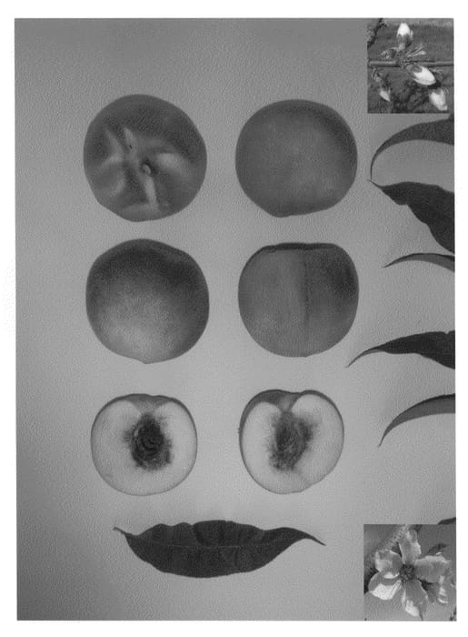 Figure 1 of US plant patent PP25745, the photograph of Pearl Princess XII printed in the patent.
