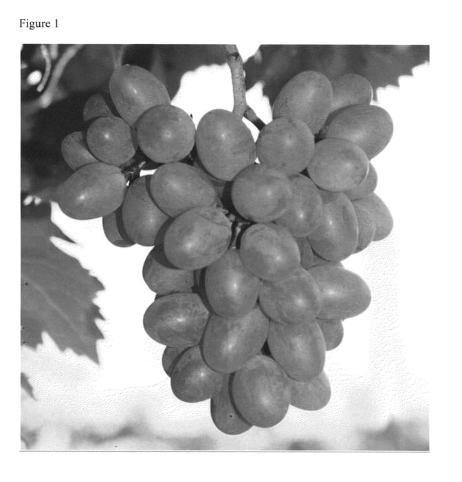 Figure 1 of US plant patent PP25746, the photograph of Gratitude printed in the patent.