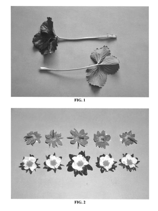 Figure 1 of US plant patent PP25747, the photograph of DrisStrawForty printed in the patent.