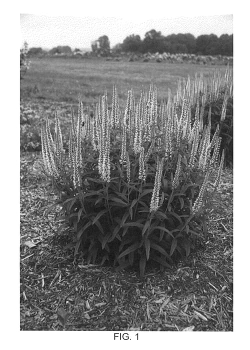Figure 1 of US plant patent PP25748, the photograph of Novaverpin printed in the patent.