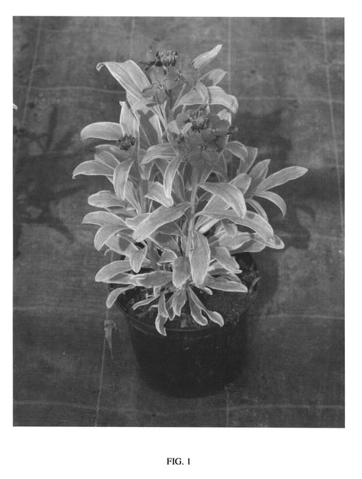 Figure 1 of US plant patent PP25749, the photograph of HONEYBERRY printed in the patent.