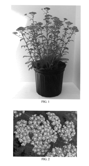 Figure 1 of US plant patent PP25750, the photograph of Balvinolet printed in the patent.